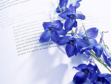 勿忘我花的花語(yǔ)和美麗的傳說(shuō)