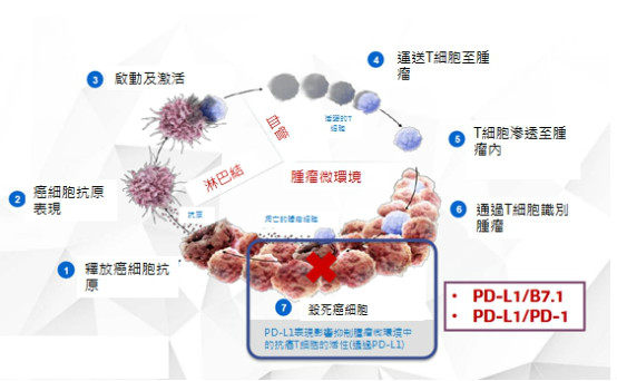 肺癌晚期治療現(xiàn)新突破 免疫治療+標靶藥+化療助延存活期